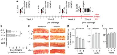 Effect of treatment with Lactococcus lactis NZ9000 on intestinal microbiota and mucosal immune responses against Clostridium perfringens in broiler chickens